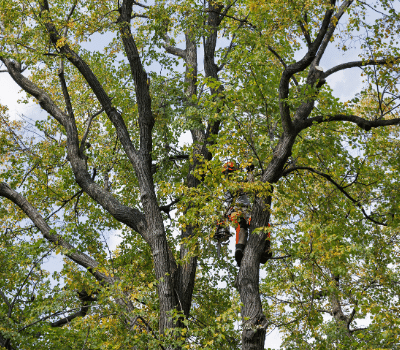 tree trimming & clearing in Iowa